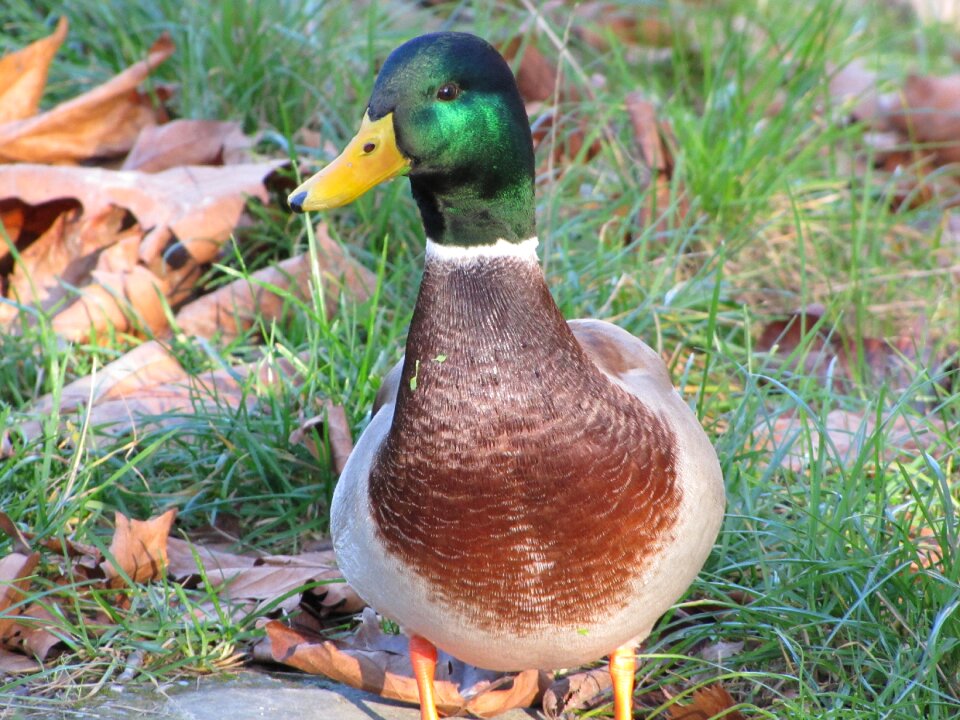 Mallard duck wild ducks bird