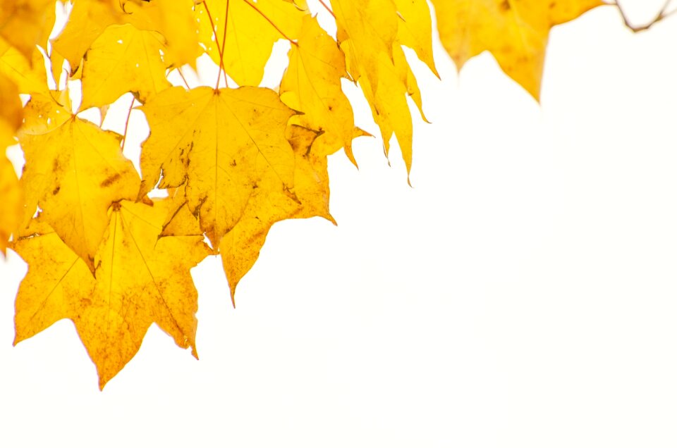 Leaves leaf branches
