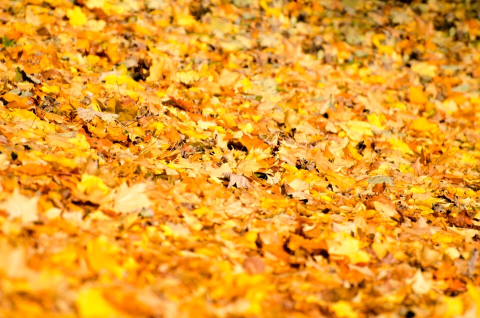 Autumn seasons nature