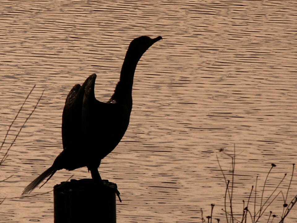 Black river animal