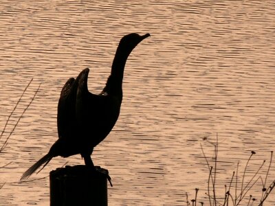 Black river animal