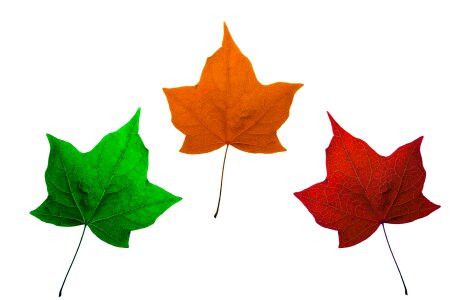 Maple leaves red orange
