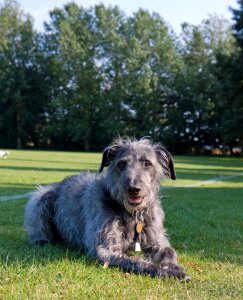 Lurcher gray grey