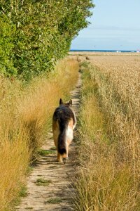 Gsd pet animal photo