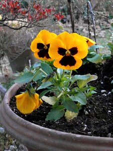 Yellow flowers winter flowers garden