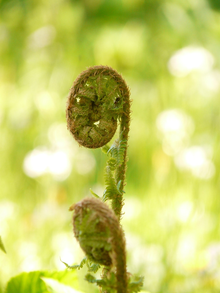 Fiddlehead dryopteris affinis roll