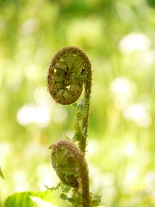 Fiddlehead dryopteris affinis roll