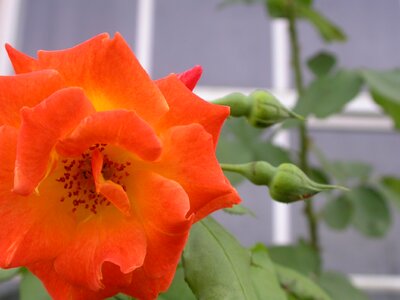 Macro orange flowers photo