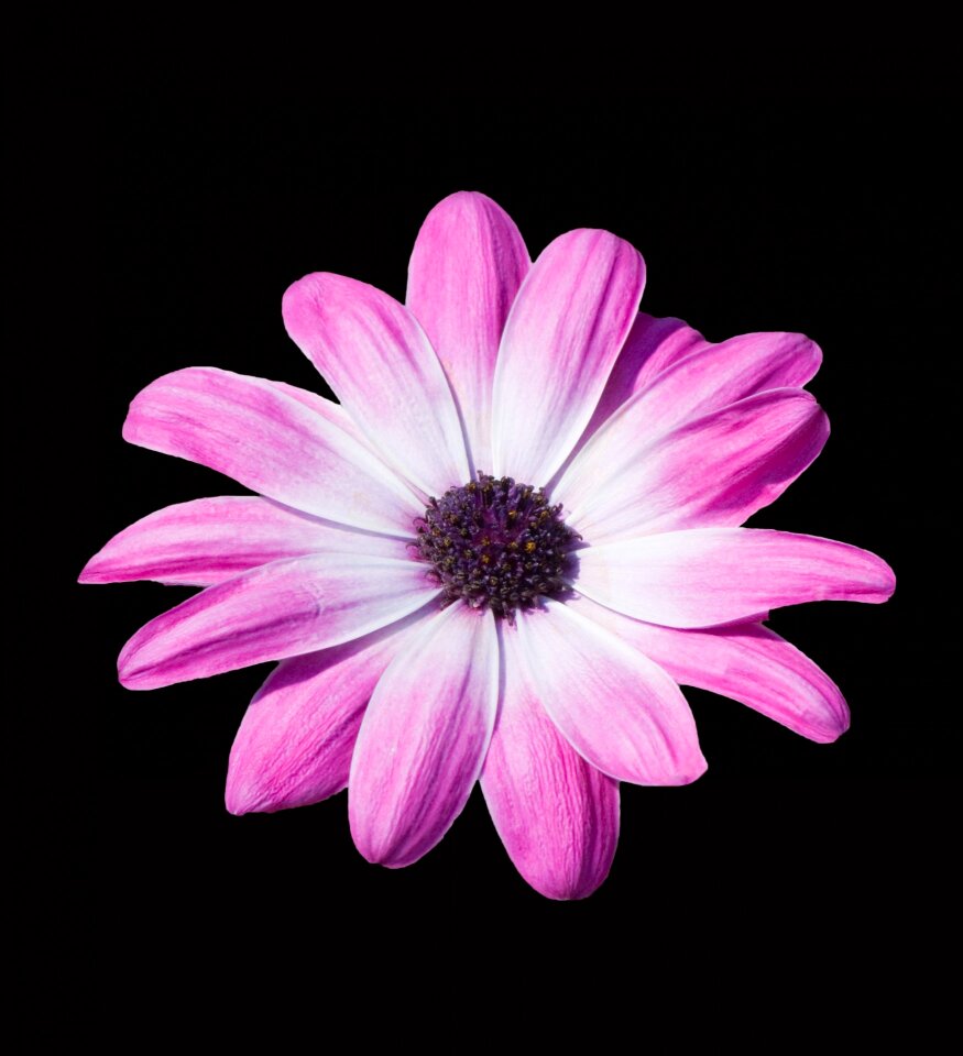 Pink purple isolated