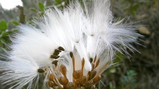 Thistle nature vegetable