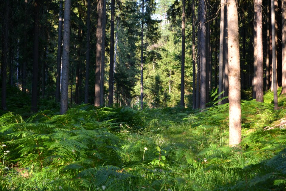 Ferns green trees