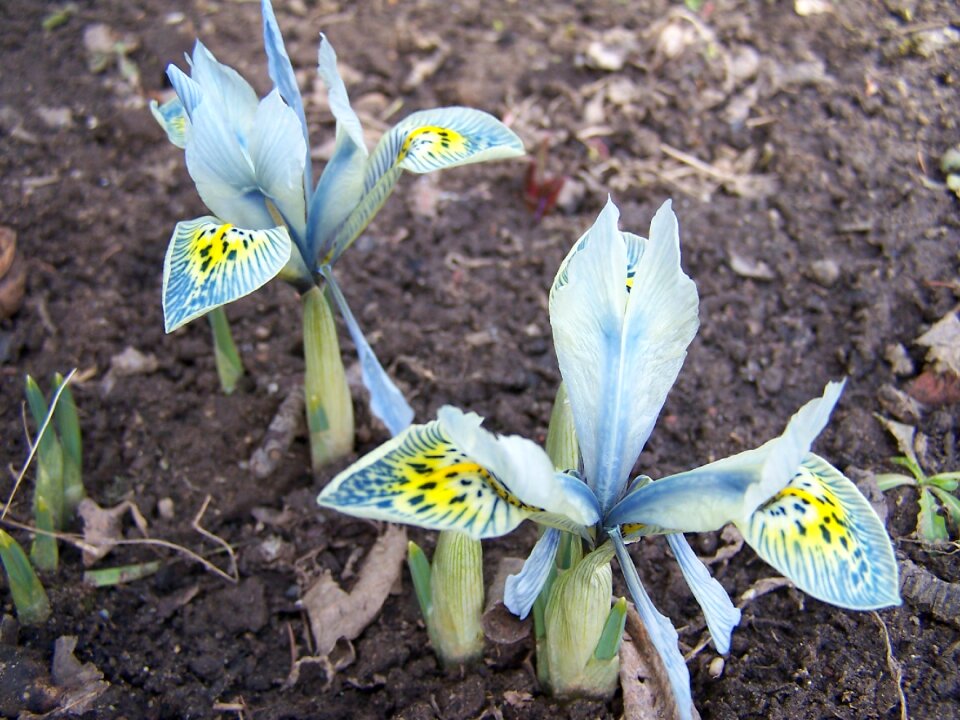 Iridaceae purple blossom