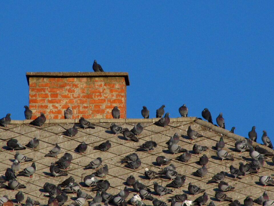 Rooftop pigeon bird