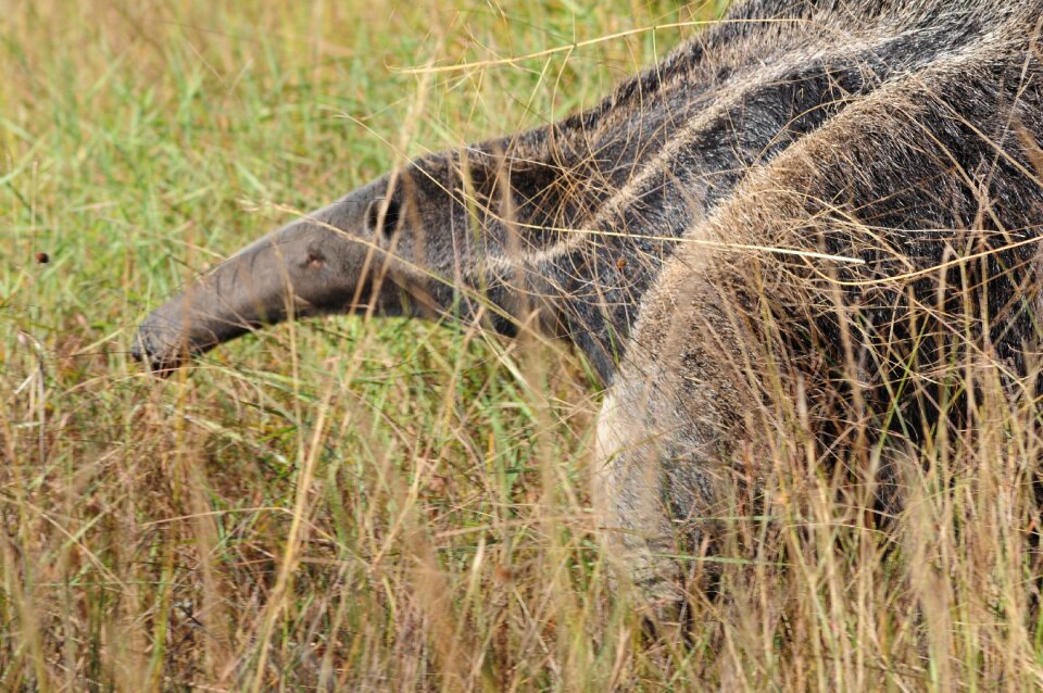 Animal mammal nature