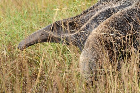 Animal mammal nature