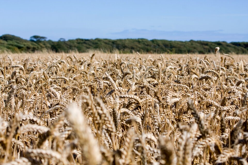 Grain farm farm land
