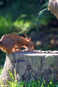Squirrel nature close-up