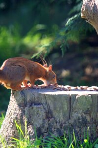 Squirrel nature close-up photo