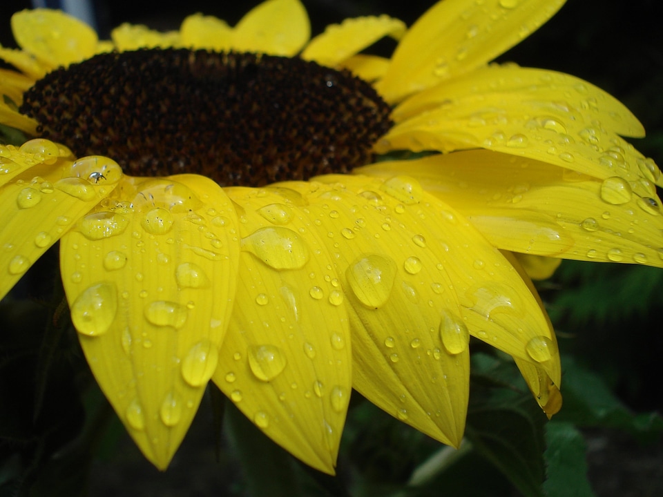 Close up raindrop yellow