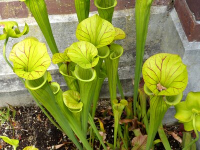 Plant winter garden new zealand photo