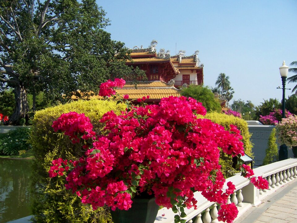 Flowers park thailand