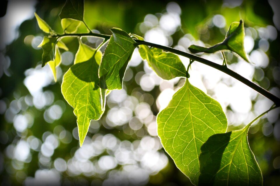 Nature plant sunlight