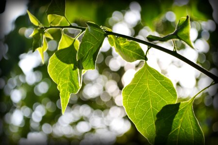 Nature plant sunlight photo