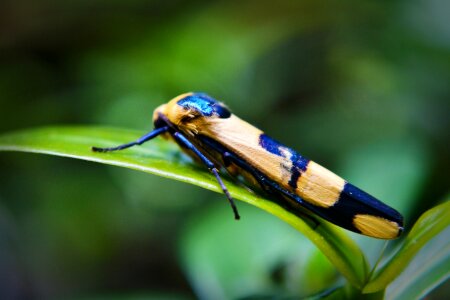 Nature leaf animal