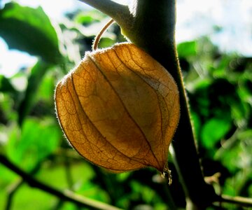 Dry husk segmented