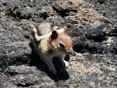 Wildlife mammal furry photo