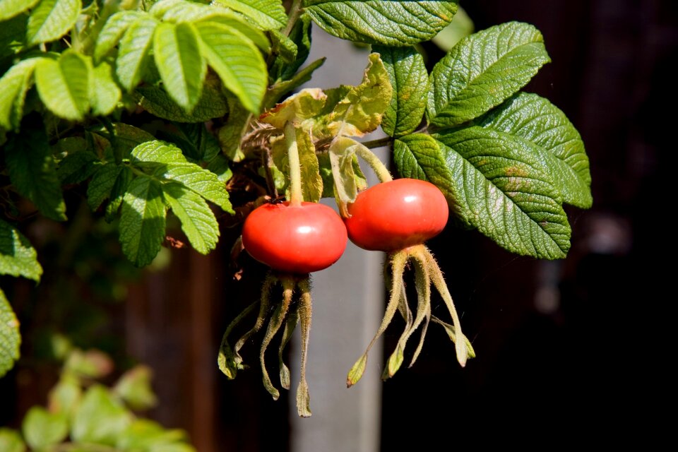 Rose haw rose hep rose plant