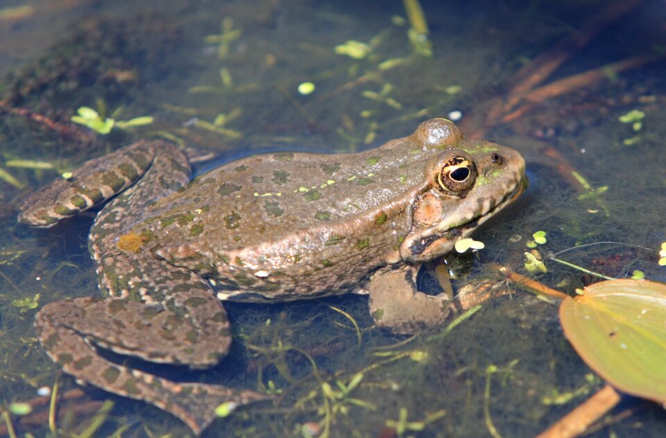 Water swimming pond