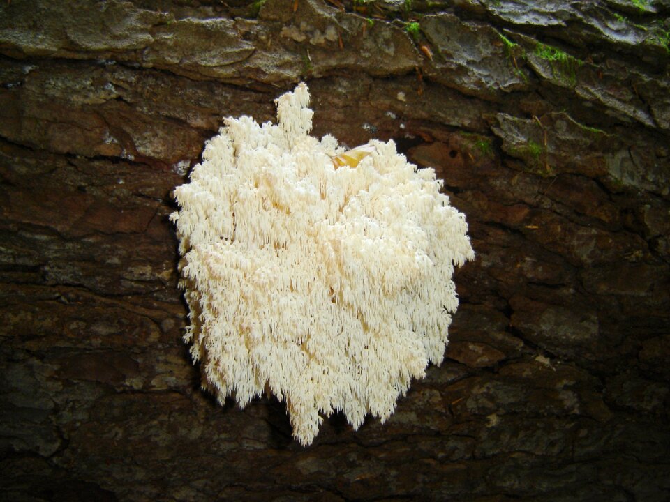 Coral fungus mushroom bavarian forest