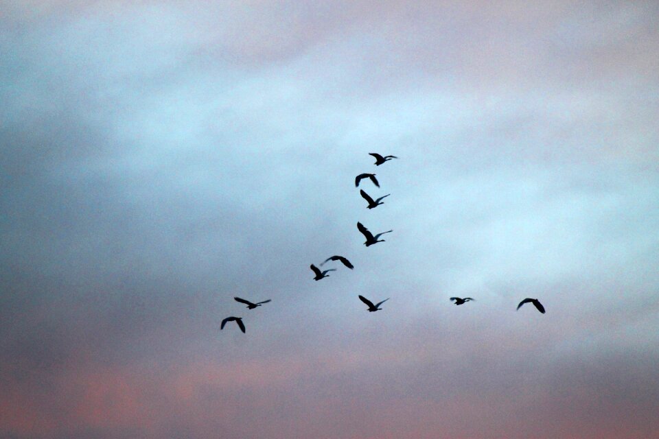 Flying migrating wildlife