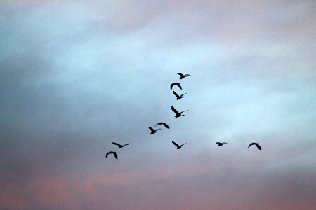 Flying migrating wildlife photo