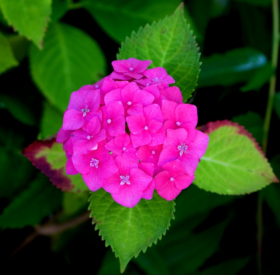Plant close-up details