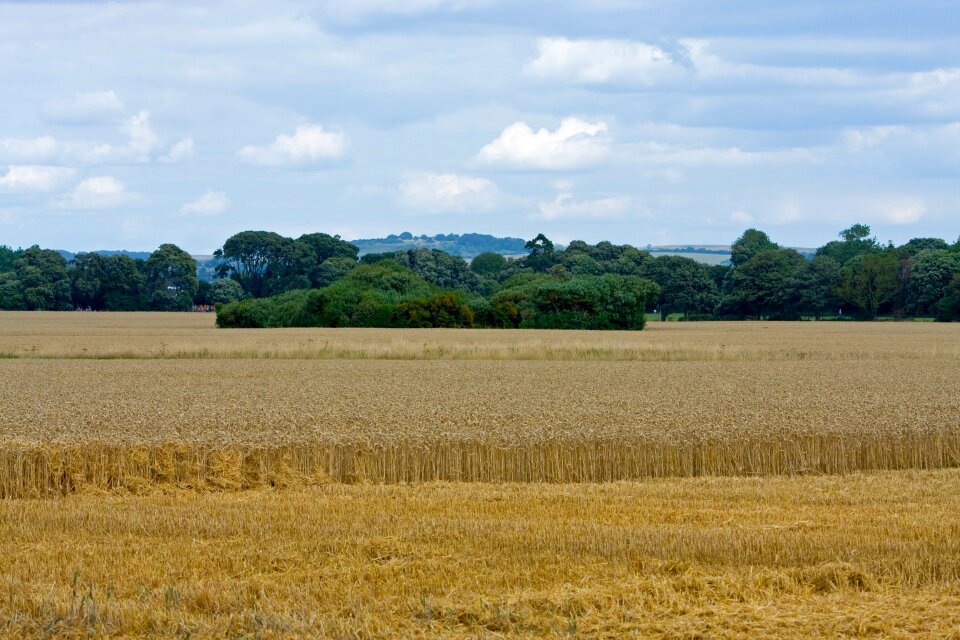 Grain agriculture farm photo
