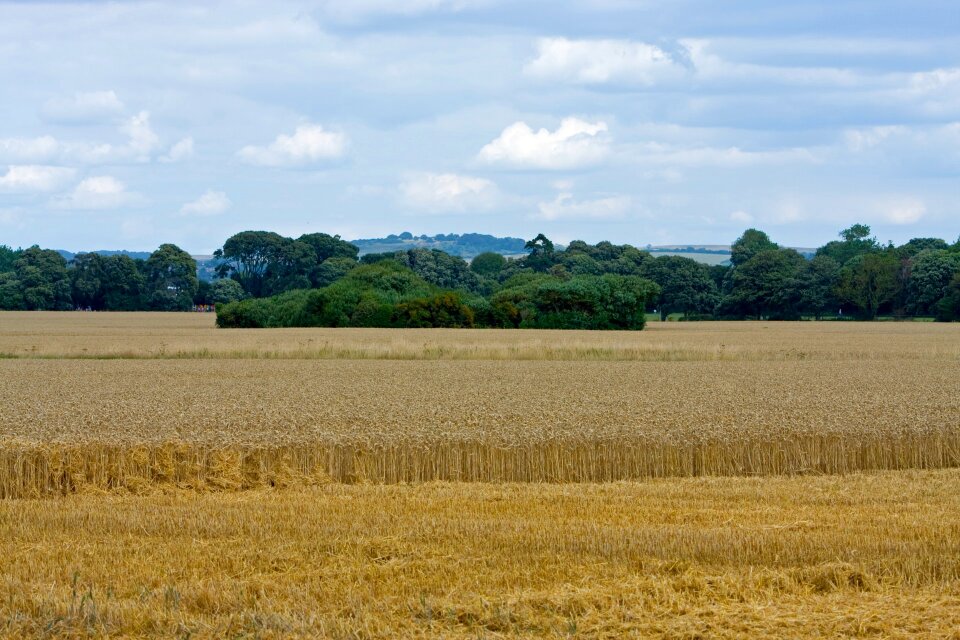 Grain agriculture farm