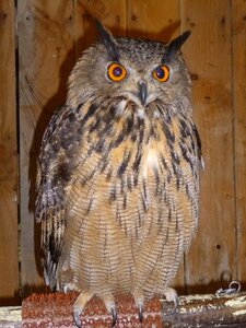 Nocturnal nature feathers