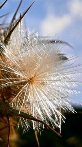 Thistle nature vegetable