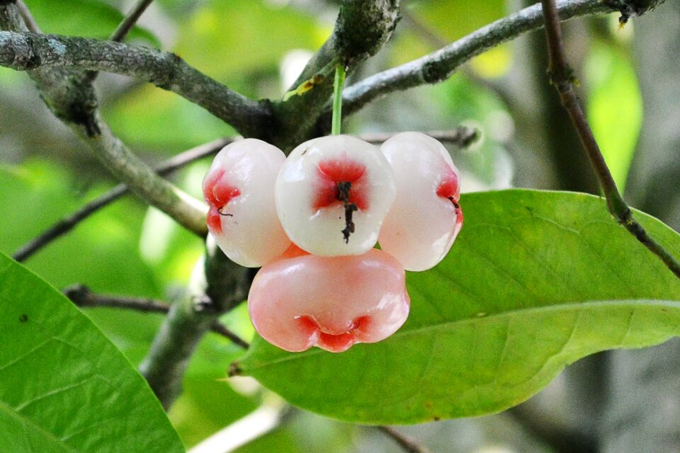 Sweet fruit colorful nature