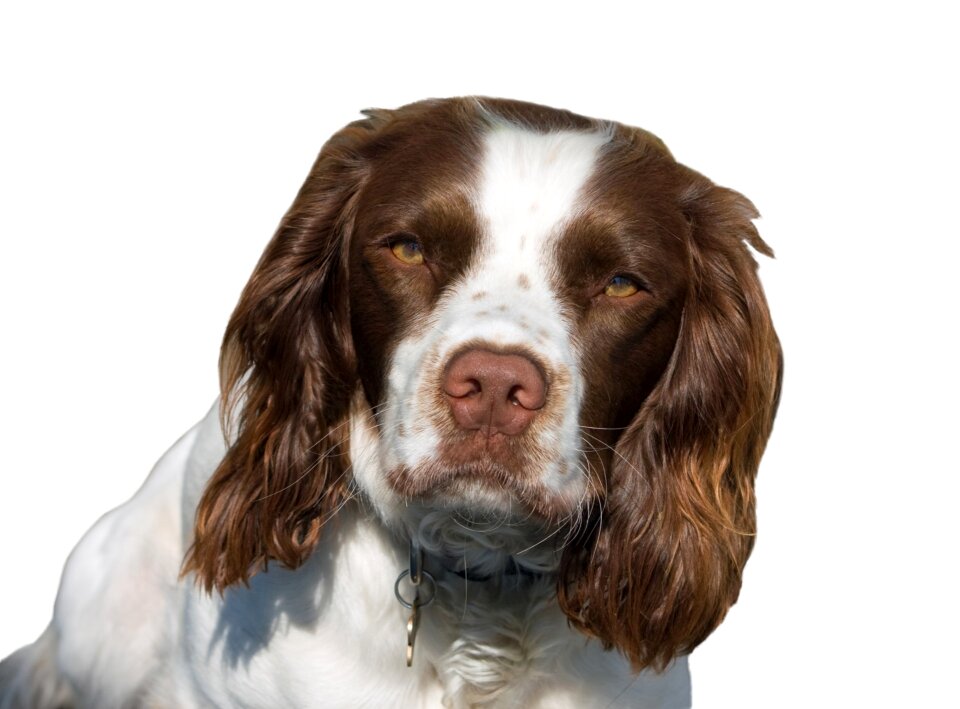Spaniel springer spaniel animal