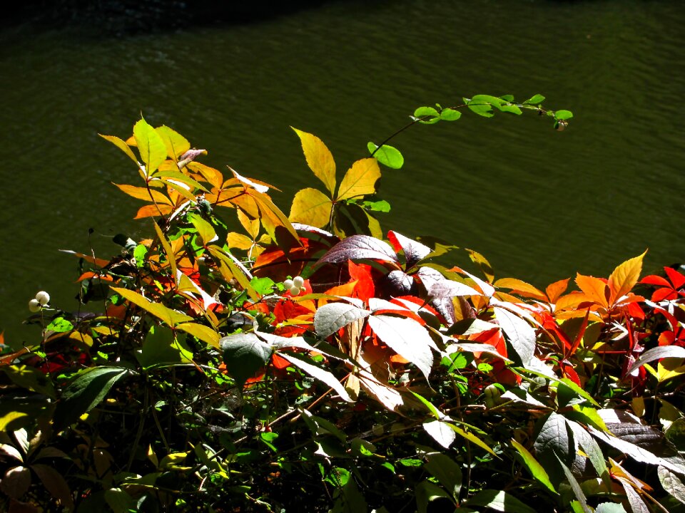 Leaves colors colorful