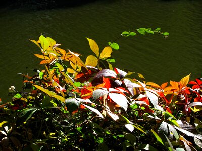Leaves colors colorful