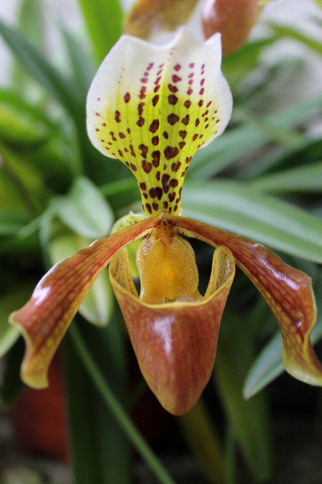 Nature orchidaceae xalapa