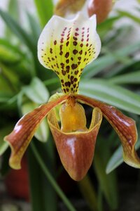 Nature orchidaceae xalapa