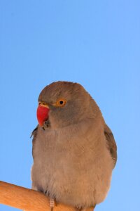 Perched blue background photo