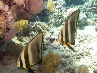 Batfish rotesmeer underwater