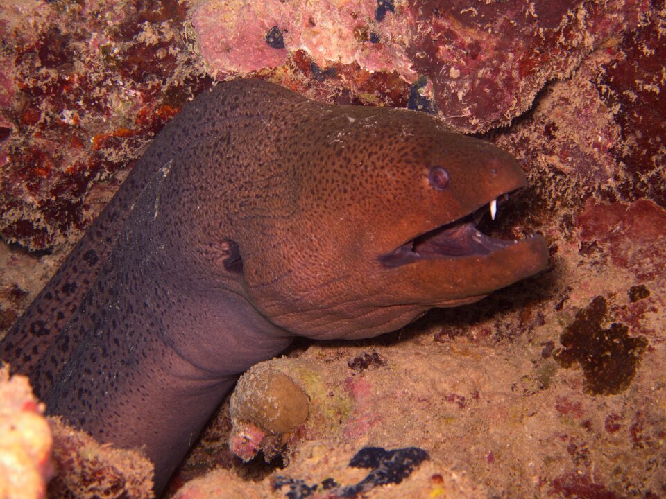 Moray underwater rotesmeer