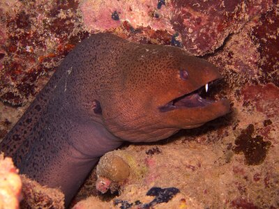 Moray underwater rotesmeer